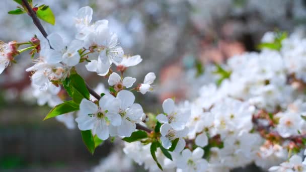Piękna Gałąź Wiosenna Białymi Kwiatami Wiosna Kwitnące Gałęzie Kołyszą Się — Wideo stockowe