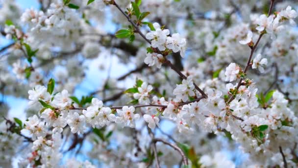 Bloeiende Fruitboom Achtergrond Witte Bloemen Boomtak Zwaaiend Wind Bloeiende Takken — Stockvideo