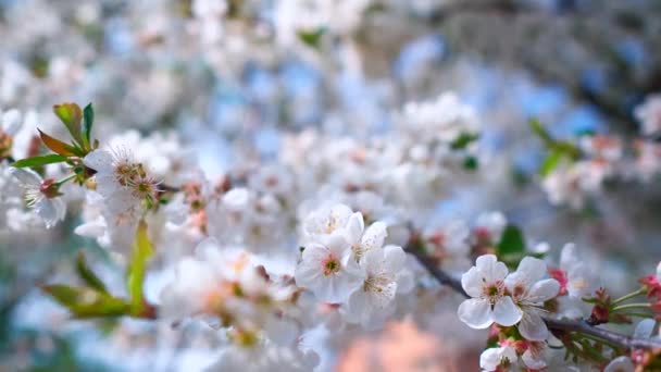 Rama Floreciente Luz Del Sol Brillante Fondo Hermosas Flores Blancas — Vídeo de stock