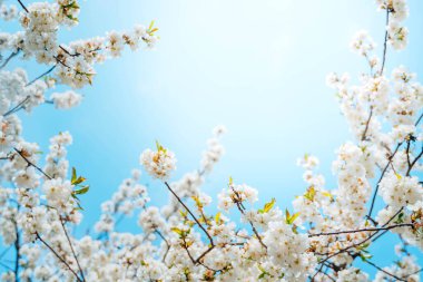 Baharda güzel bir meyve bahçesi. Berrak mavi arka planda çiçek açan meyve ağacı. Güneşli bir günde dallarda açan beyaz çiçekler..