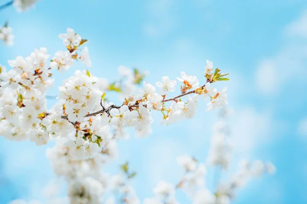 Brunsjer Hvit Kirsebærblomst Blå Himmelbakgrunn stockbilde