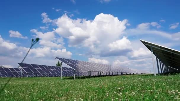 Grande Centrale Solaire Sur Champ Trèfle Vert Fleuri Des Rangées — Video