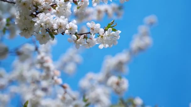 春の空を背景に枝を咲かせます 風に揺れる白い花の実木の枝 — ストック動画