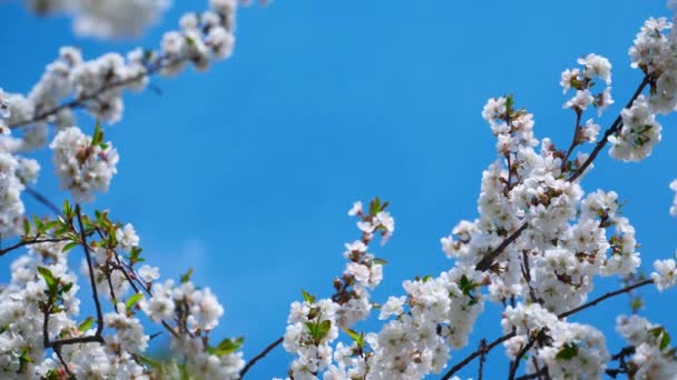 Flor Manzano Sobre Fondo Azul Cielo Hermosas Ramas Con Flores — Vídeo de stock