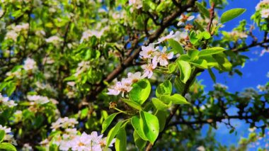Çiçekli armut ağacının yakınında, açık mavi gökyüzüne karşı beyaz çiçekler ve canlı yapraklar..