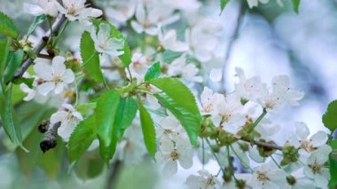 Pembemsi çiçekleri ve pürüzlü yeşil yaprakları olan beyaz kiraz çiçekleri. Yumuşak bokeh arkaplanı.