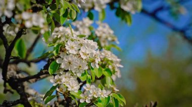 Koyu anterli ve oval yeşil yapraklı beyaz armut çiçekleri. Gökyüzü ve yapraklarla bulanık bir arkaplan. Kapat..