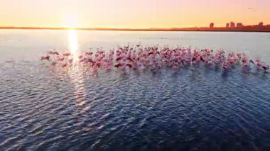 Flamingolar suda hareket ediyor, bazılarının kanatları açık, parlak gündoğumunun altında. Gökyüzü, dalgalanan su yüzeyine hafifçe yansıyan sarı ve pembe eğimli..