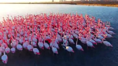 Pembe flamingolardan oluşan bir koloninin, parlak güneş ışığında mavi bir gölette yürüyen uzun boyunları var. Hava görünümü.