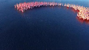 Yüzlerce flamingonun havadan görünüşü geniş bir su kütlesi üzerinde büyük ve eğimli bir şekilde toplandı. Koyu mavi tuzlu su.