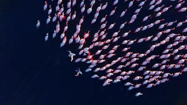 Yukarıdan aşağıya insansız hava aracı koyu mavi suda ilerleyen karışık bir grup pembe flamingo vurdu. Hava görünümü.