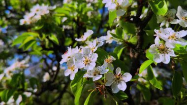 Beyaz armut çiçeklerine yakın çekim, sarı erkek çiçekleri, yeşil yapraklar, bulanık meyve bahçesi arka planı, güneşli gün ışığı. Beyaz armut, bahar güneşinde ağaç dallarında çiçek açar..