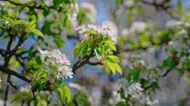 Bir dalda armut çiçekleri, parlak güneş ışığı, yeşil yapraklar, mavi ve yeşil tonlarda yuvarlak bokeh arkaplan. Güneş ışığıyla aydınlanan beyaz armut çiçekleri yumuşak bokeh arka planda.