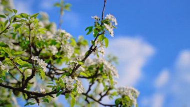 Beyaz çiçekli ağaç dalları yumuşak beyaz bulutlu açık mavi gökyüzüne doğru uzanıyor. Düşük açı, parlak gün ışığı. Bahar bulutlu mavi gökyüzüne karşı çiçek açar..