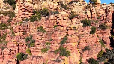 Yeşil çalıları ve yarık içinde büyüyen küçük palmiyeleri olan düz kırmızı kaya oluşumları. Kırmızı kumtaşı kayalık dokusunu bitki örtüsüyle kapat.