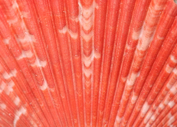 Red scallop shell abstract — Stock Photo, Image