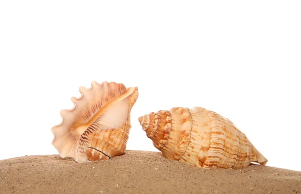 Twee schelpen op zand — Stockfoto