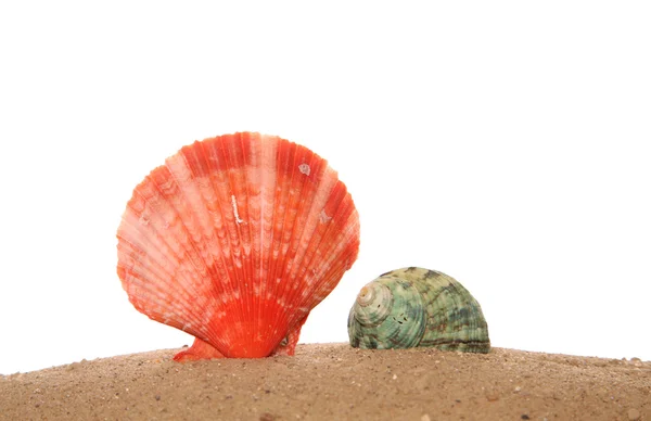 Twee schelpen op zand — Stockfoto