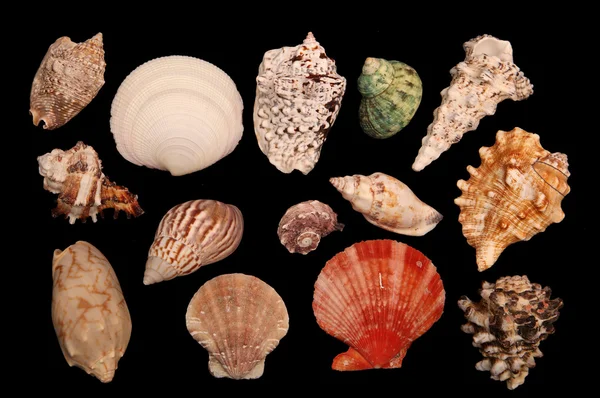 Variedad de conchas marinas aisladas — Foto de Stock