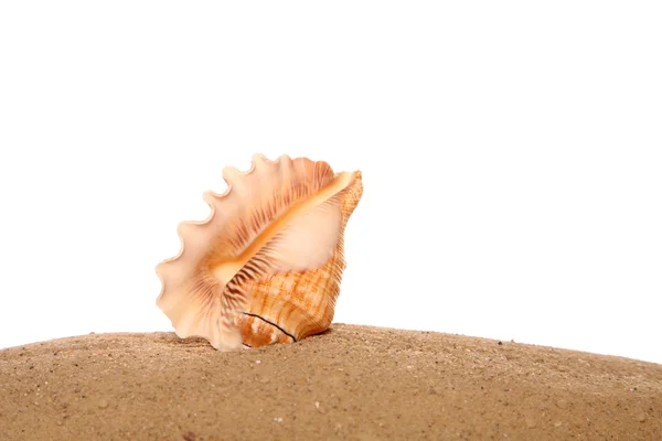 Coquille de mer sur sable — Photo