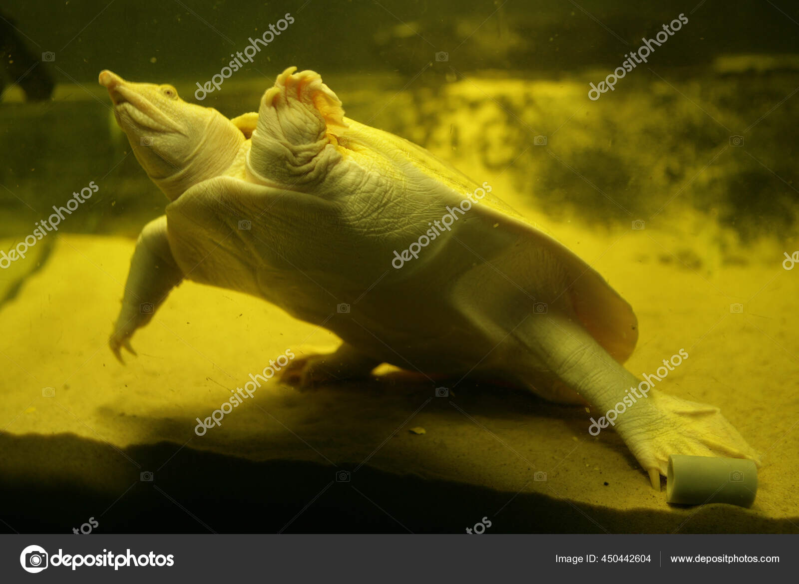 Albino Softshell Turtle