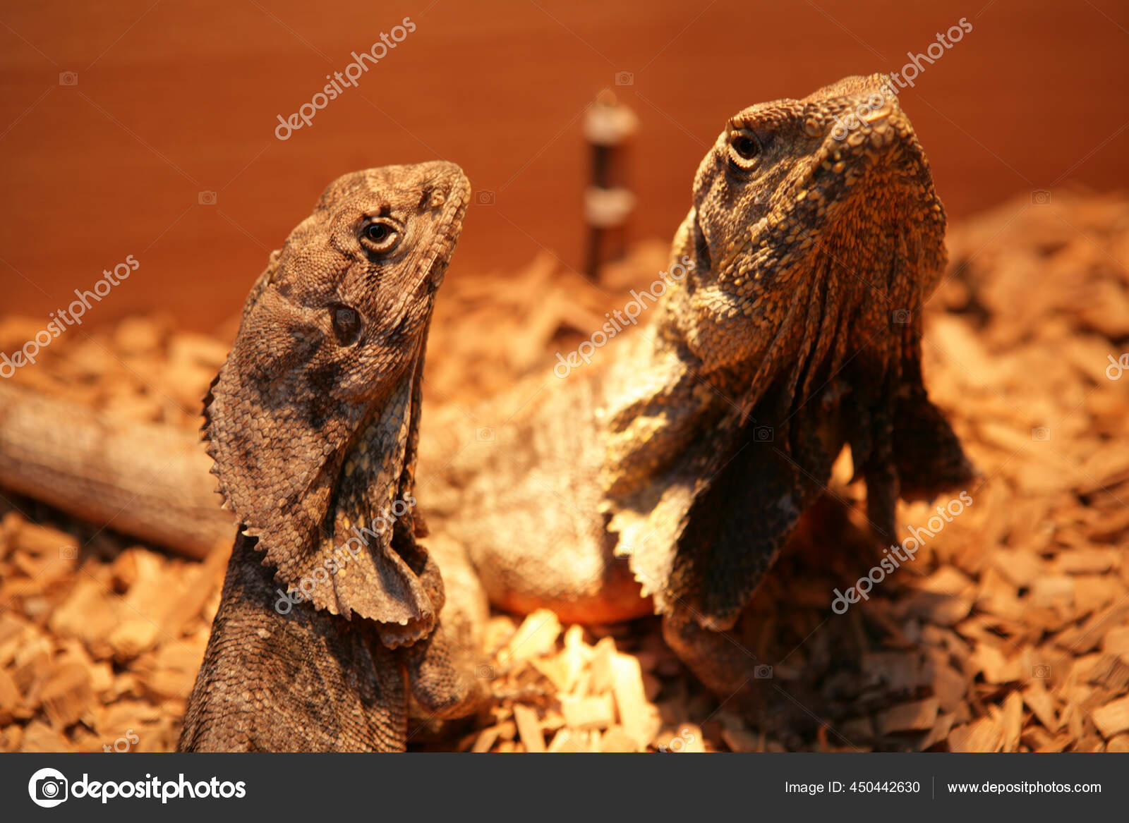 Frill Necked Lizard Tank — Stock Photo © chrisbrignell #450442630