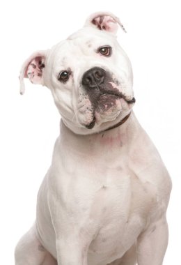 Dorset Old Tyme Bulldog beyaz arka planda izole edildi