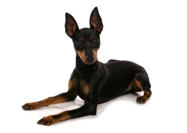 İngiliz Oyuncak Teriyeri beyaz arkaplanda izole edildi