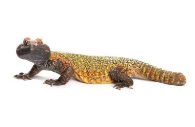 Dabb Kertenkelesi beyaz arkaplanda izole edildi