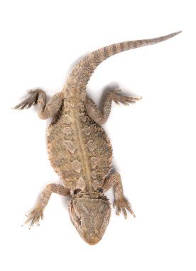 Lawson 'ın ejderhası beyaz arka planda izole edilmiş.