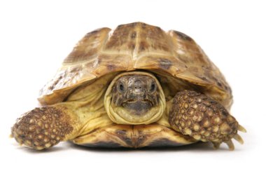 Horsfield Kaplumbağası beyaz arka planda izole edilmiş.