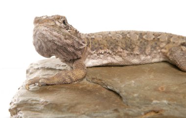 Lawson 'ın ejderhası beyaz arka planda izole edilmiş.