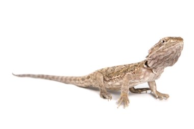 Lawson 'ın ejderhası beyaz arka planda izole edilmiş.