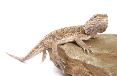 Lawson 'ın ejderhası beyaz arka planda izole edilmiş.