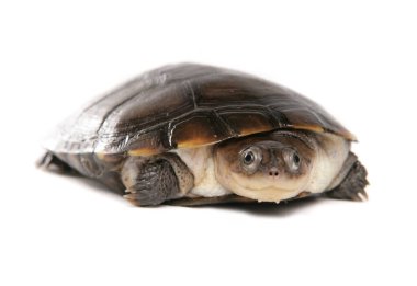 Afrika miğferli kaplumbağa beyaz arka planda izole