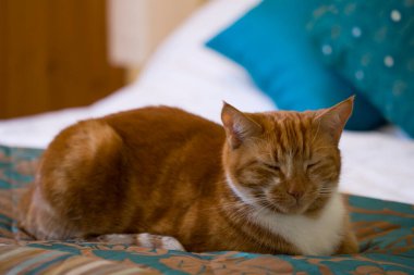 Kızıl kedicik yatakta uyuyor.