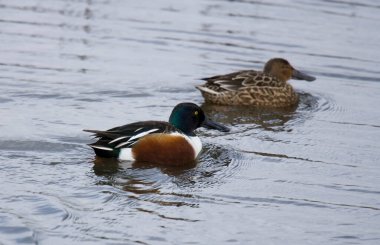 Kürekçi ördek suda yüzüyor.