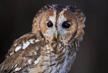 Tawny Baykuş gece portresi