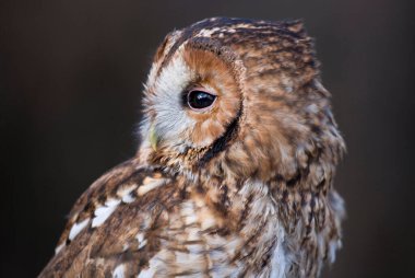 Tawny Baykuş gece portresi