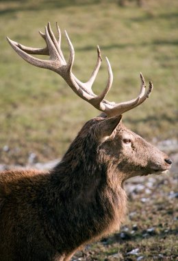 Parkta kırmızı geyik portresi