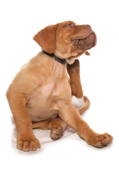 Dogue Bordeaux Câine — Fotografie, imagine de stoc