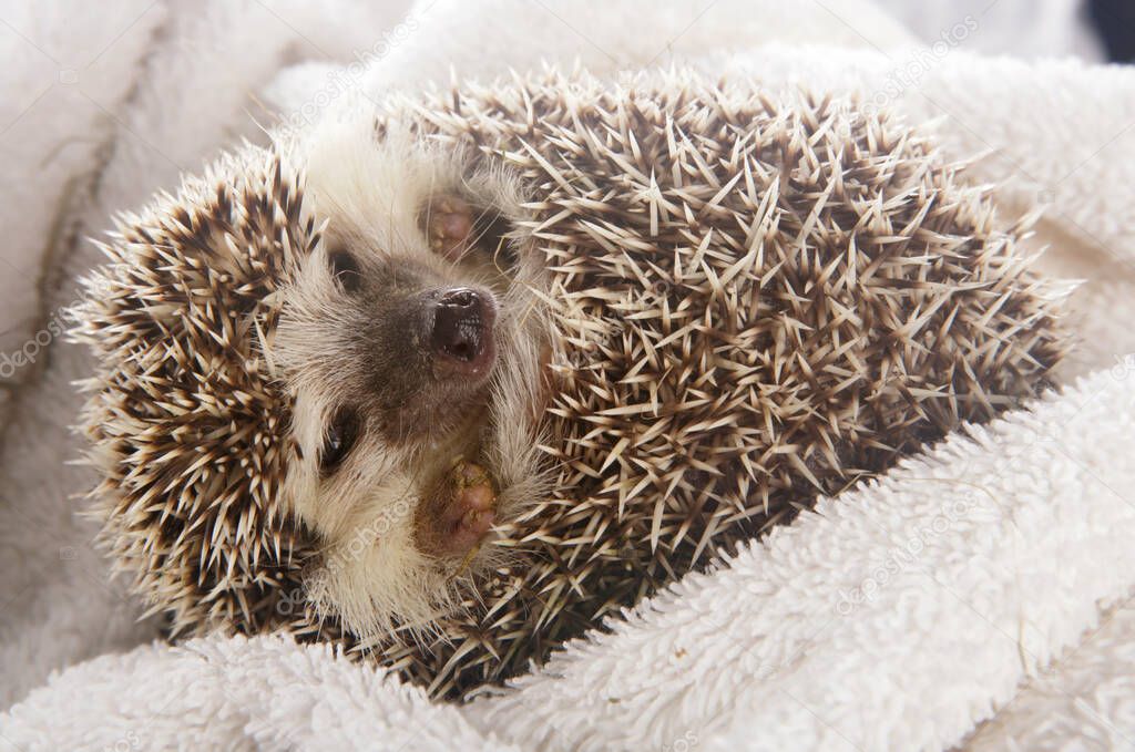 African Pygmy Hedgehog in a blanket
