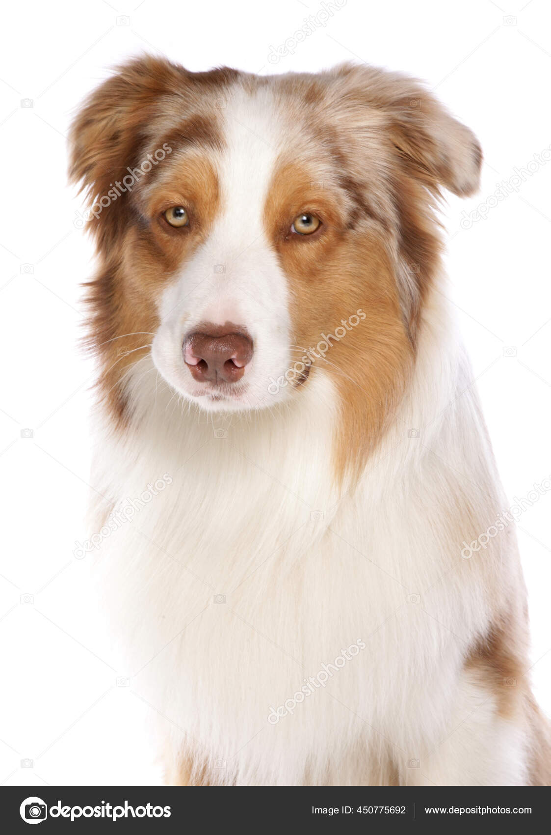 在白色背景下被隔离的澳大利亚牧羊犬 图库照片 C Chrisbrignell