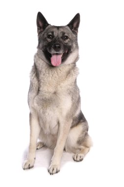 Norwegian Elkhound Dog isolated on a white background clipart