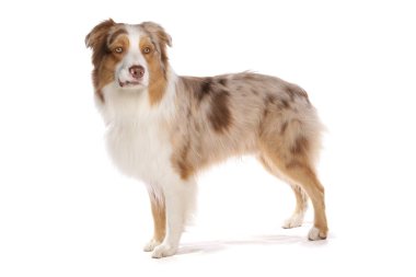 Avustralya çoban köpeği beyaz bir arka planda izole edilmiş.