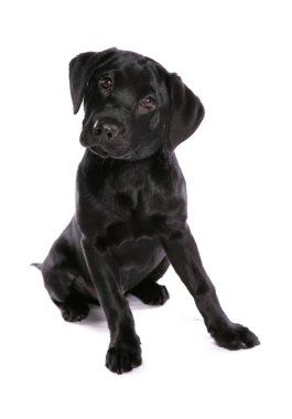 Labrador Retriever Yavrusu beyaz arkaplanda izole edildi