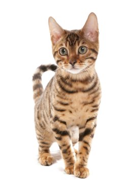 Rosetted Bengal Kediciği beyaz bir arka planda izole edilmiş