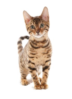 Rosetted Bengal Kediciği beyaz bir arka planda izole edilmiş