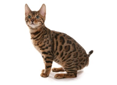 Rosetted Bengal Kediciği beyaz bir arka planda izole edilmiş