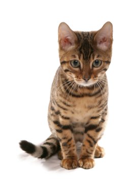 Rosetted Bengal Kediciği beyaz bir arka planda izole edilmiş